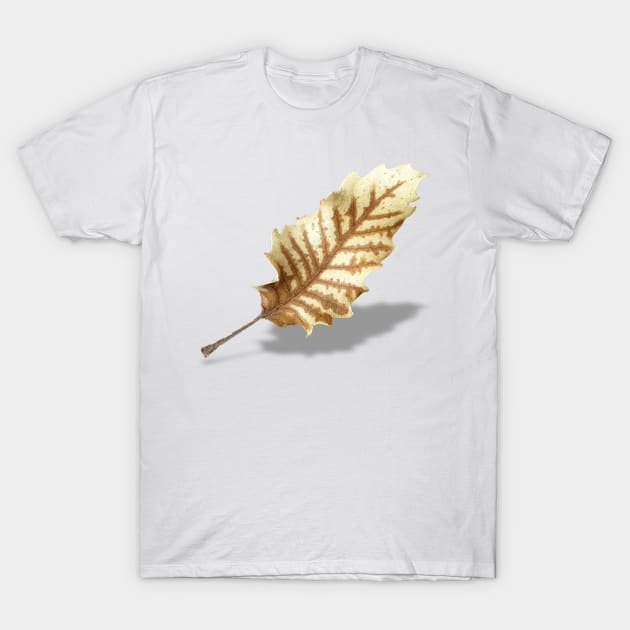 Brown Fall Leaf on White Background T-Shirt by sigdesign